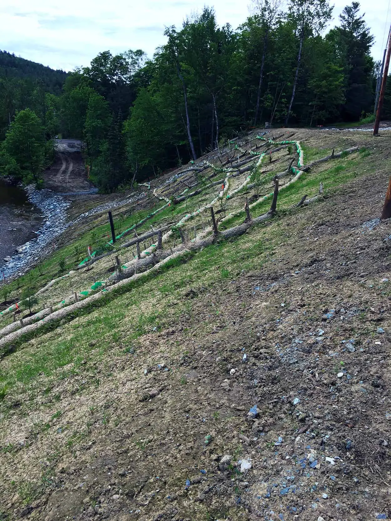 Arborist/Landscape Inspection